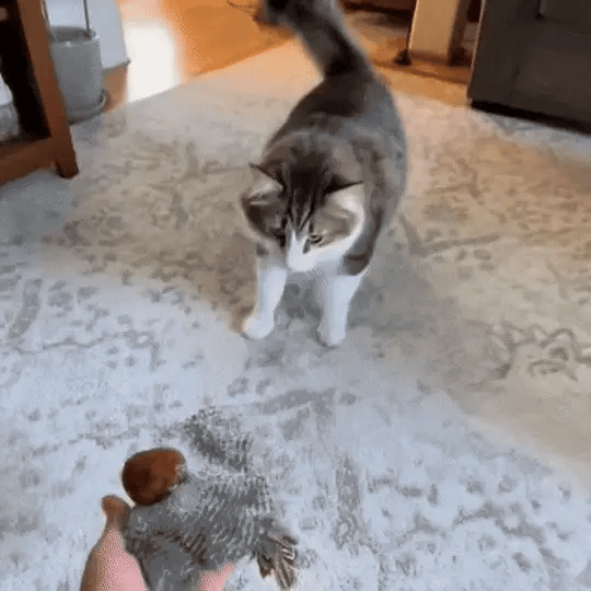 BirdChase™ | Jacht & plezier voor katten