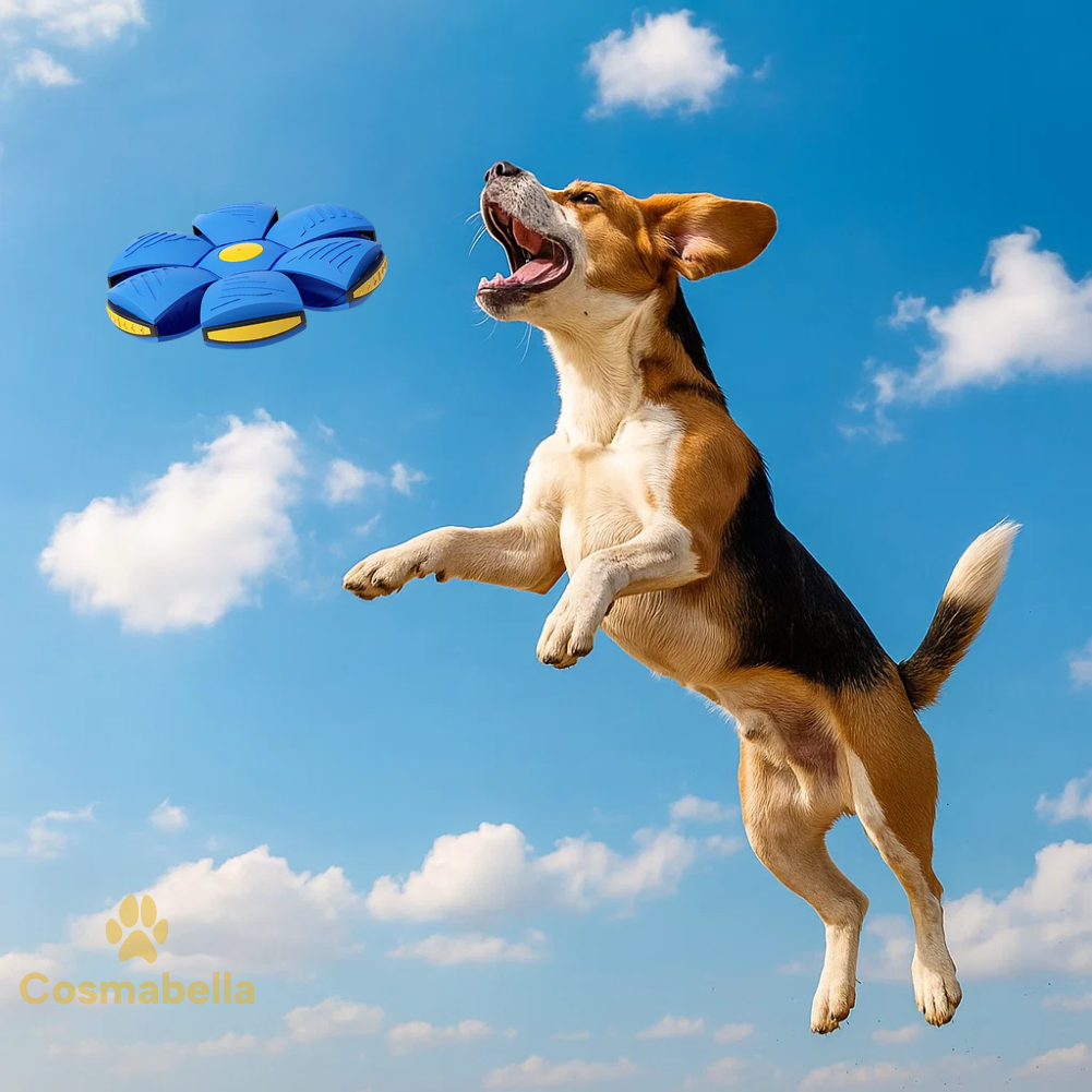 Hond speelt met FlexiPlay LED frisbee in het park