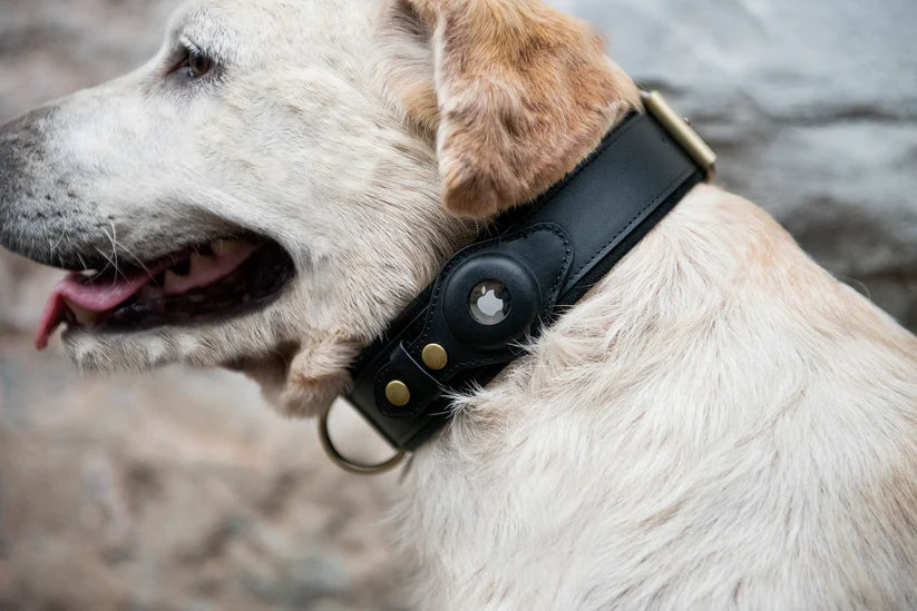 Duurzame gesp en D-ring TrackCollar halsband