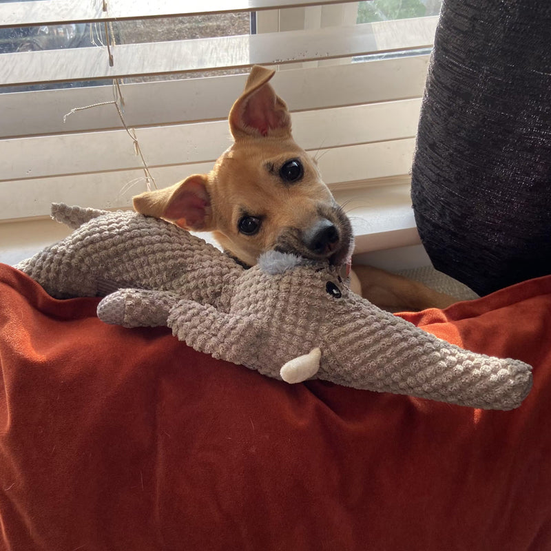 Duurzaam Honden Speeltje Voor Actieve Kauwers 3