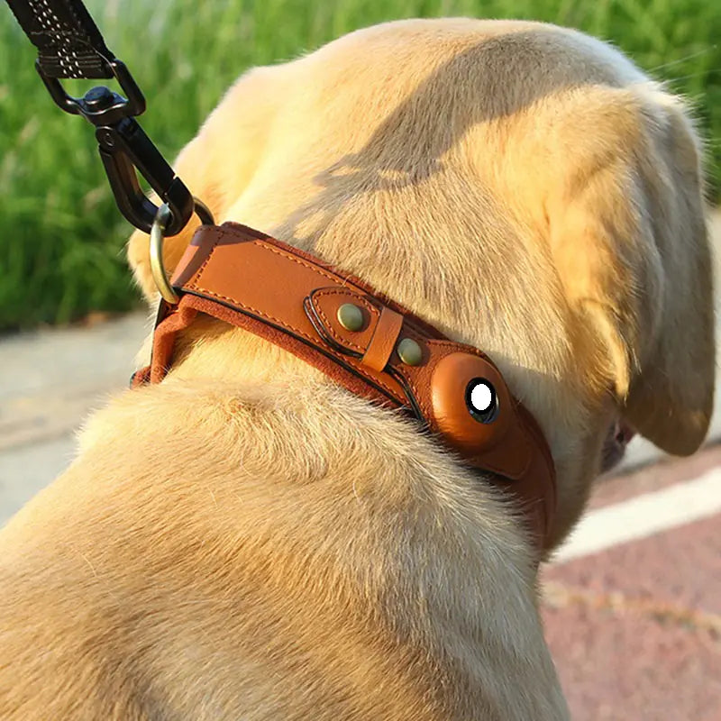 Hond draagt TrackCollar premium leren GPS halsband