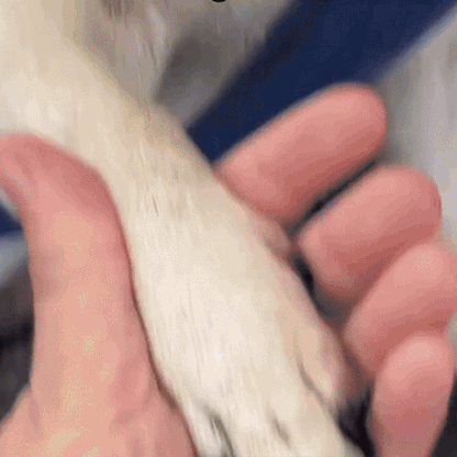 Veilige 2-in-1 Nageltrimmer met Dubbele LED-verlichting – Fluisterstil en Stressvrij voor Huisdieren - 5