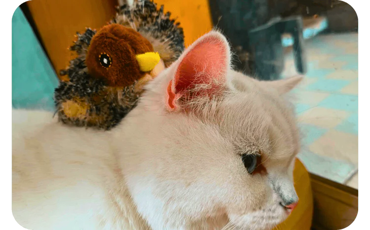 BirdChase™ | Jacht & plezier voor katten