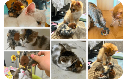 BirdChase™ | Jacht & plezier voor katten